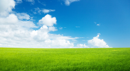 field of grass and perfect sky