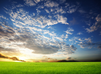 field of grass and sunset