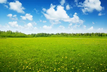 Vlies Fototapete Wiese, Sumpf Feld der Frühlingsblumen und perfekter Himmel