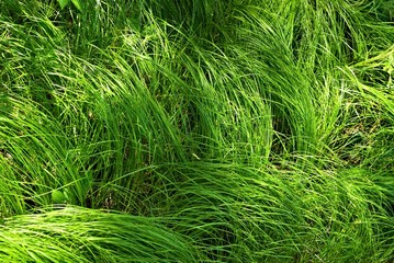 Long grass