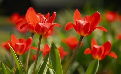 rote Tulpen