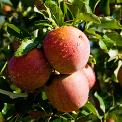 Ripe apples