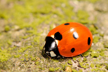 Ein Marienkäfer