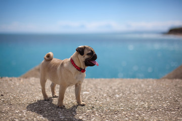 pug