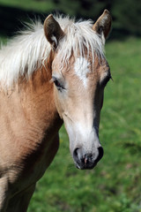 Fototapeta premium Portret źrebię rasy Haflinger