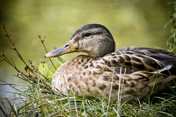 Wild duck resting at the shore of a lake