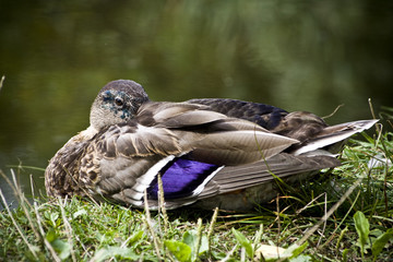 Wild duck resting at the shore of a lake