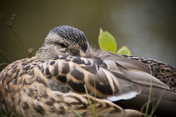 Wild duck resting at the shore of a lake