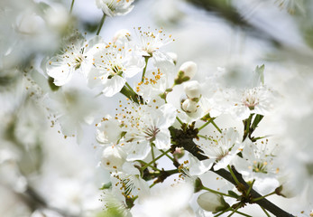 Plum blossom