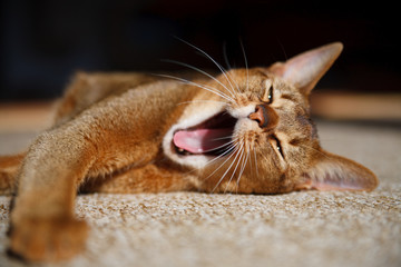 Abyssinian cat