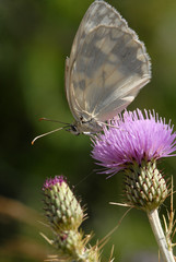 mariposa en el cardo