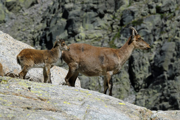 gredos