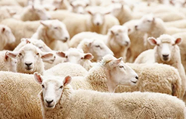 Deurstickers Schaap Kudde schapen