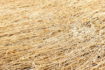 background with cane