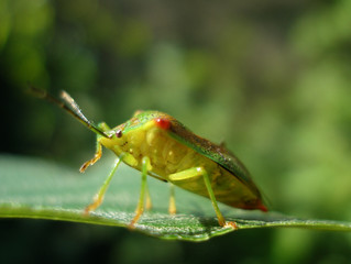 Blattwanze1