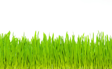 green grass