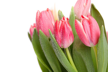 Fototapeta premium Lots of pink tulips
