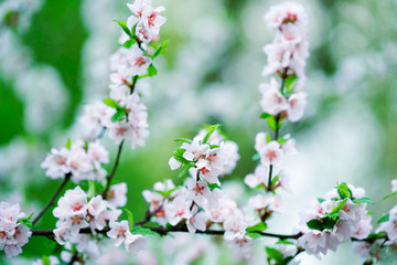 Spring cherry blossoms in natural background