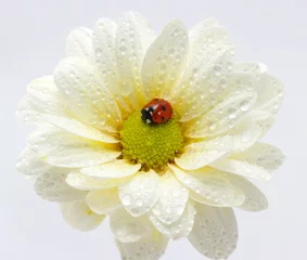 Foto op Plexiglas lieveheersbeestje op bloem © Alekss