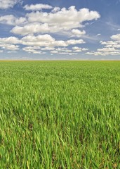 Agricultura sostenible