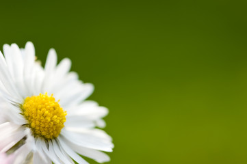 Bellis perennis © cdrcom