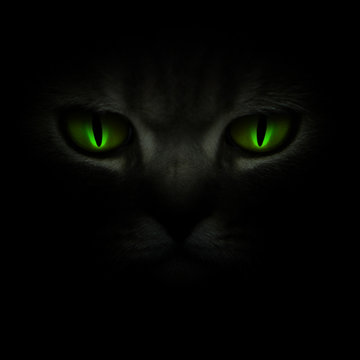 Green cat's eyes glowing in the dark