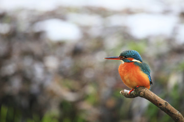 Eisvogel (Alcedo atthis)
