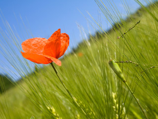 Bright red poppy stands out amongst agriculture field