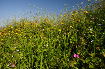 primavera