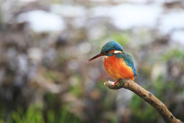 Eisvogel (Alcedo atthis)