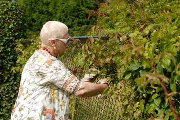 senior lady pruning, trimming her roses hedge