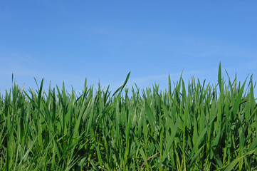Fototapeta premium blé en herbe