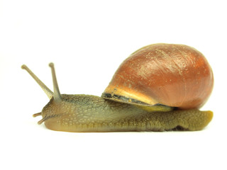 Snail isolated on white