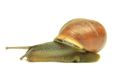 Snail isolated on white