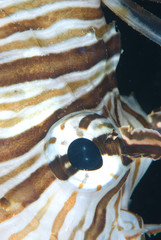 Eye of a lion fish