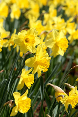 Narzissen