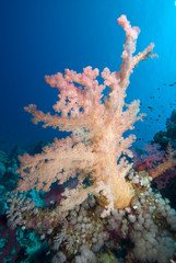 Fototapeta na wymiar Colourful Soft Corals