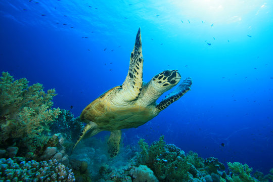 Hawksbill Turtle takes off from a coral reef