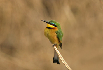 bee-eater perched on a blade of grass
