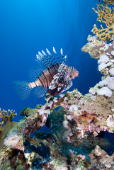 lionfish over coral reef