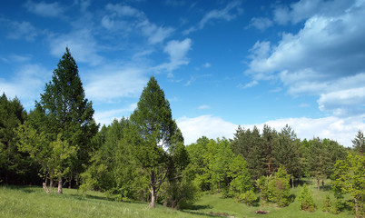 Summer landscape with trees