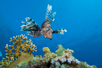 lionfish over coral reef