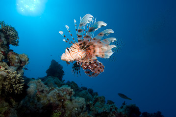 lionfish over coral reef