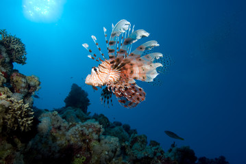 Fototapeta na wymiar lionfish over coral reef