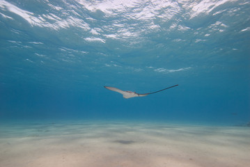 Spotted eagle ray in shallow water.