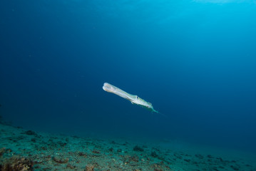 Smooth cornetfish