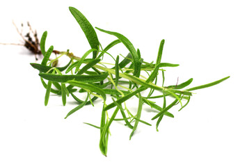 Rosemary on white background.