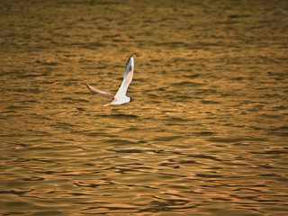 Seagull at sunset
