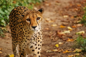 Fototapeta na wymiar Cheetah.