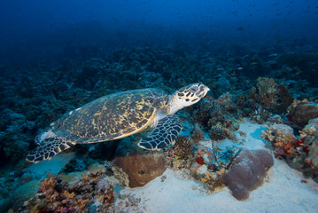 Hawksbill turtle  above coral reef.